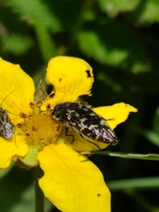 Acmaeodera connexa