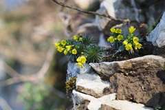 Draba aizoides