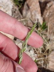 Festuca octoflora hirtella