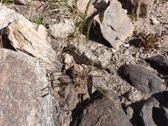 Festuca octoflora hirtella