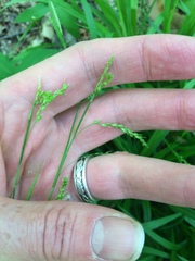 Carex gracillima