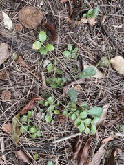 Image of Crossopetalum ilicifolium