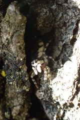 Salticus zebraneus