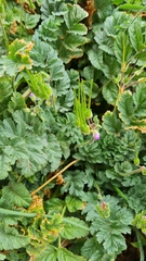 Erodium