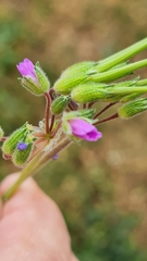 Erodium