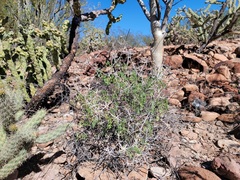 Ambrosia bryantii