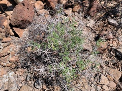 Ambrosia bryantii