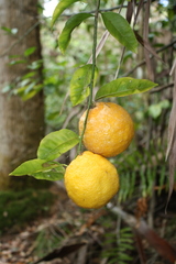 Citrus × taitensis