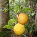 Citrus × taitensis - Photo (c) Erik Erbes, algunos derechos reservados (CC BY-NC), subido por Erik Erbes