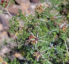 Ambrosia bryantii