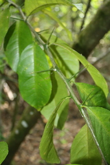 Citrus × taitensis