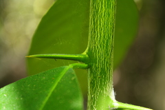 Citrus × taitensis