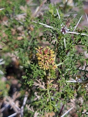 Ambrosia bryantii