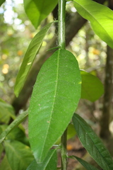 Citrus × taitensis