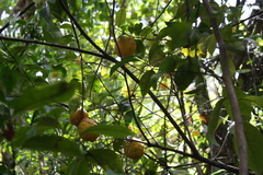 Citrus × taitensis