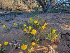 Eulobus sceptrostigma