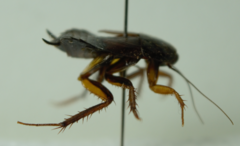 Paratemnopteryx