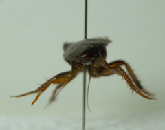 Paratemnopteryx
