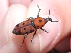 Rhodobaenus tredecimpunctatus