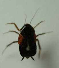 Paratemnopteryx