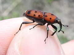 Rhodobaenus tredecimpunctatus