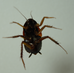 Paratemnopteryx