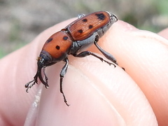 Rhodobaenus tredecimpunctatus