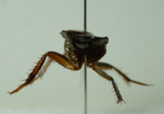 Paratemnopteryx