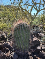 Ferocactus emoryi rectispinus