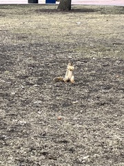 Sciurus niger