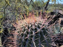 Ferocactus emoryi rectispinus