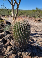 Ferocactus emoryi rectispinus