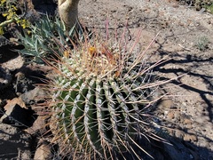 Ferocactus emoryi rectispinus
