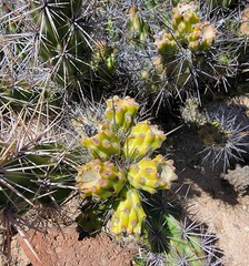 Grusonia robertsii
