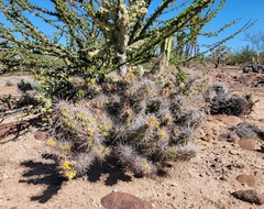 Grusonia robertsii
