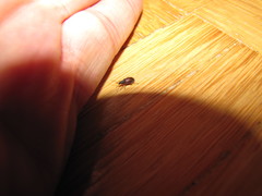 Phyllobius oblongus