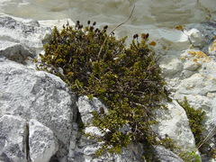 Veronica maccaskillii