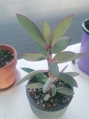 Senecio crassissimus