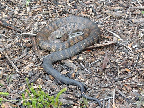 Tiger Snake sighting