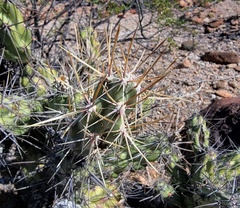 Grusonia robertsii