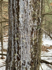 Cronartium ribicola