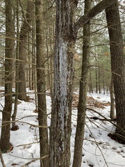 Cronartium ribicola