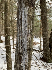 Cronartium ribicola