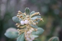 Image of Lyonia fruticosa