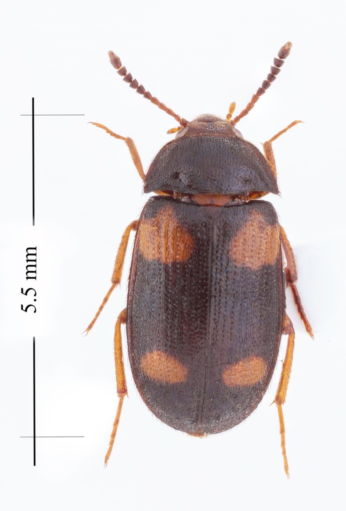 Hairy Fungus Beetles