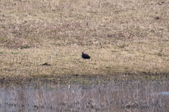 Vanellus vanellus