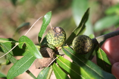Amphibolips quercuscinerea