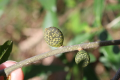 Amphibolips quercuscinerea