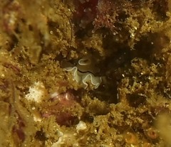 Eurylepta californica