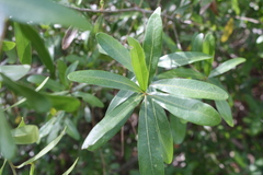 Amphibolips quercuscinerea